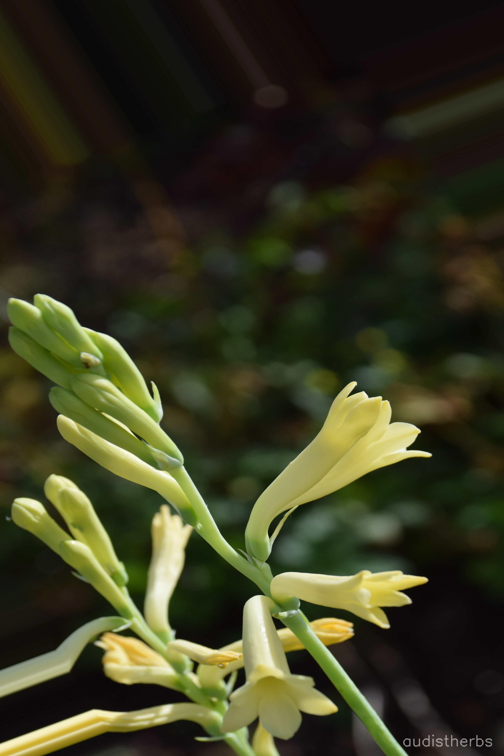 augmented_Polianthes tuberosa flower12_0_3957.jpeg